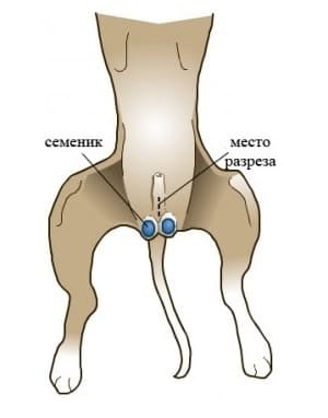 Кастрация кобелей на дому